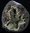 Crystal Filled Septarian Geode - Utah #33094-1